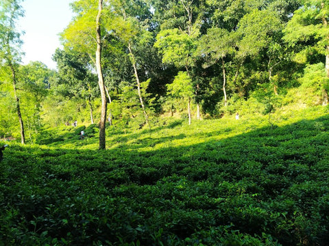 Bangladesh destination photo