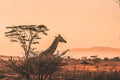 Kenya destination photo