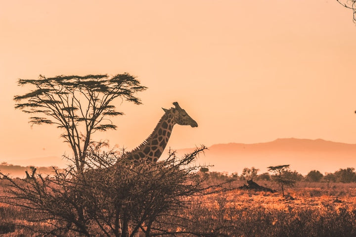 Kenya destination photo