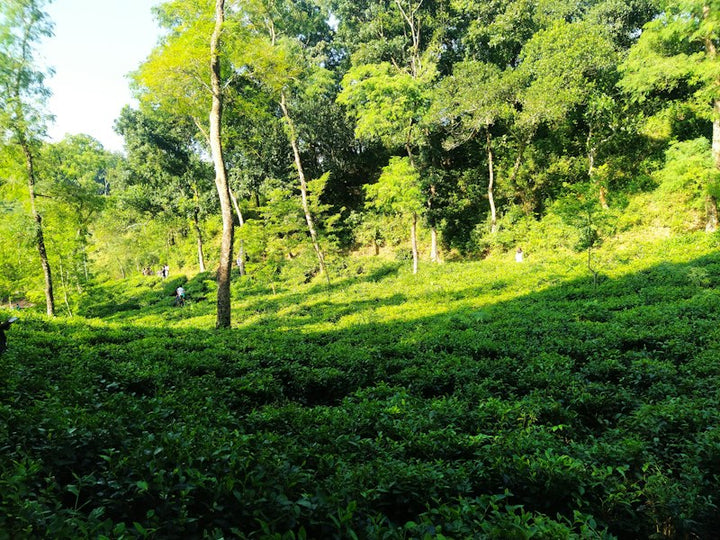 Bangladesh destination photo