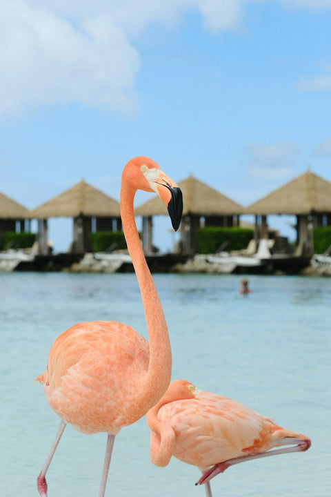 Aruba destination photo