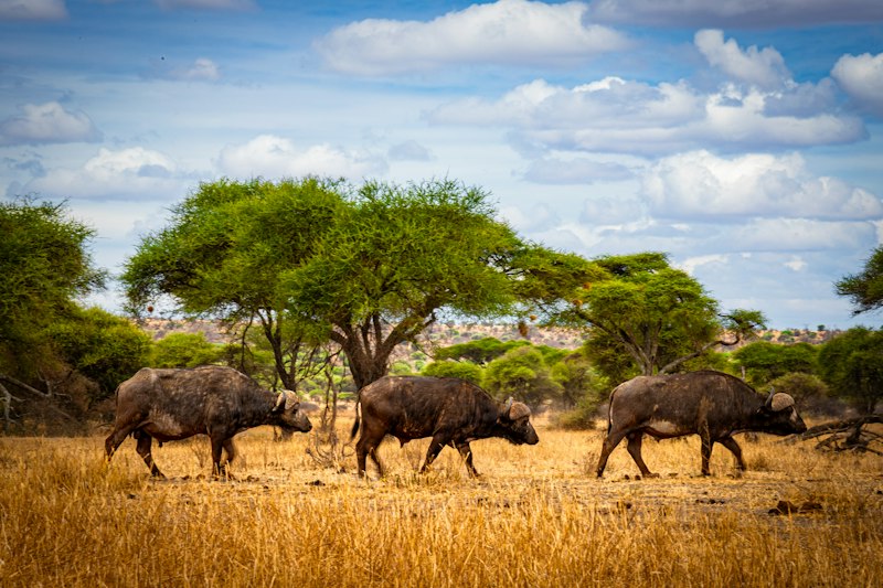 Tanzania destination photo