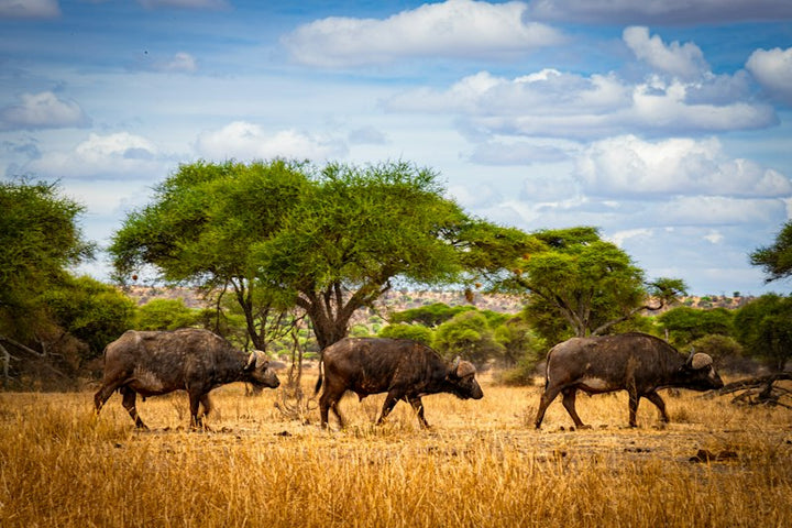 Tanzania destination photo