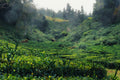 Rwanda destination photo