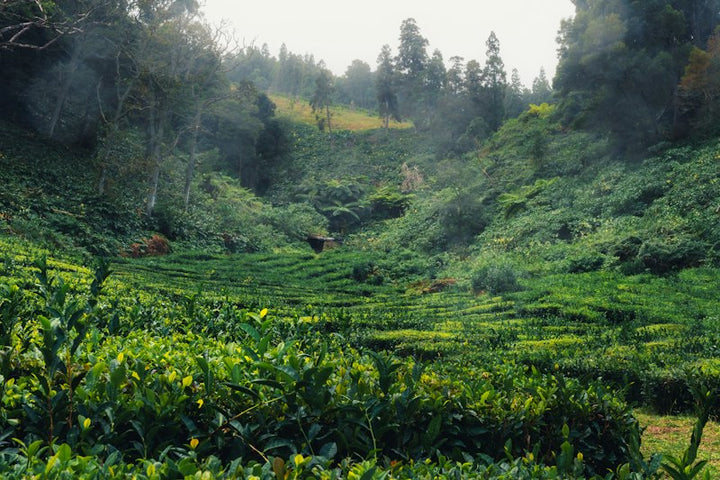 Rwanda destination photo